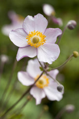 Anemone hupehensis var. japonica, in Farben; schneckensicher (schneckenresistent);;ab 0,00 Euro