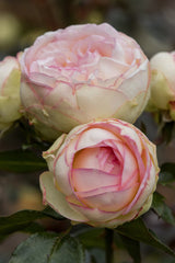 Rosa 'Biedermeier' Z; hier mit Blüte; winterhart; Einsatzmöglichkeit z.B. : Kübel;;ab 13,10 Euro