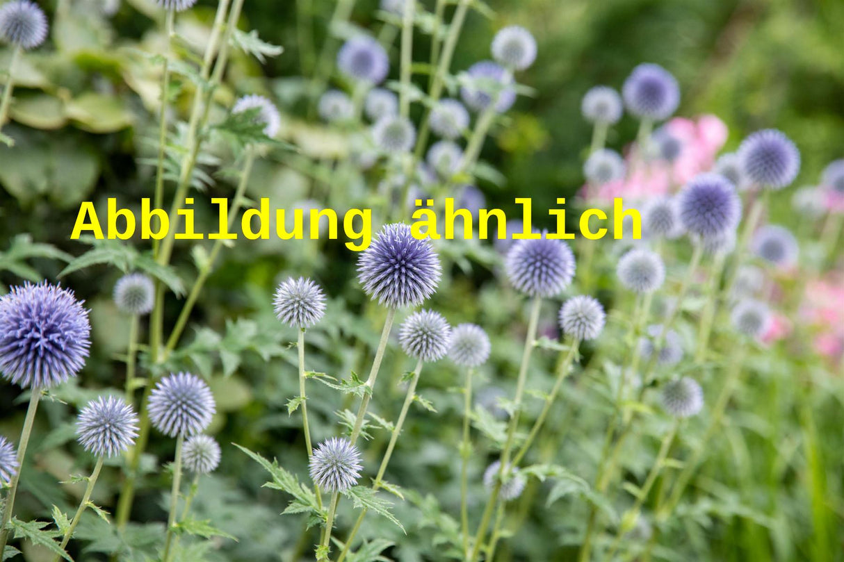 Echinops banaticus 'Taplow Blue' (Garten-Kugeldistel)