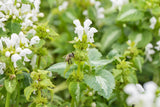 Lamium maculatum 'Album'; hier mit Blüte; wintergrün; Einsatzmöglichkeit z.B. : Bodendecker;;ab 0,00 Euro