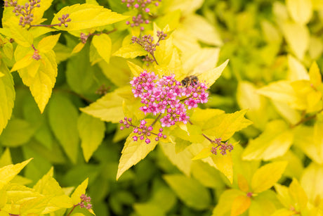 Spiraea japonica 'Golden Princess' mit Belaubung, erhältlich von 15-20 bis 20-30 cm; Einsatz: ;;ab 6,75 Euro