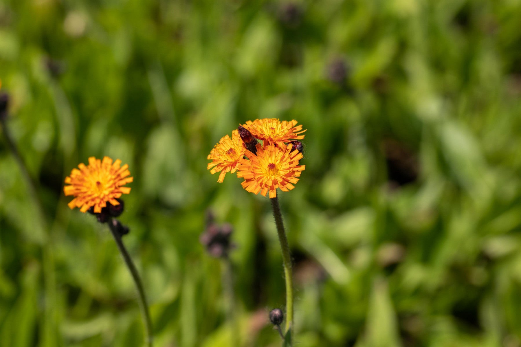 Hieracium aurantiacum (Orangerotes Habichtskraut)