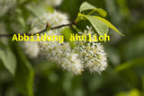 Genaues Foto für Prunus maackii folgt; dieses ähnliche Bild dient der Illustration von Amur-Kirsche