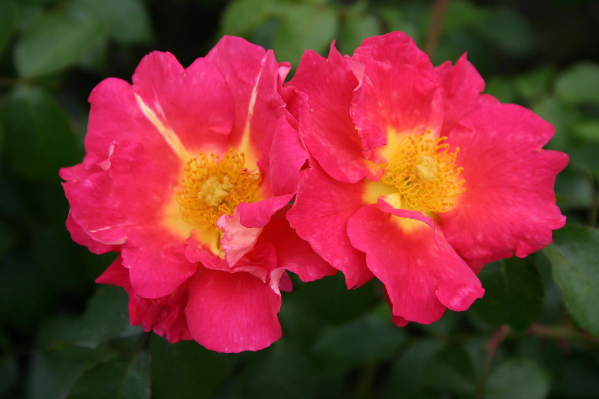 Rosa 'Bajazzo' KL mit Blüte; Einsatz: ;;ab 11,80 Euro