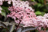 Sambucus nigra 'Black Beauty'; hier mit Blüte; dekoratives Laub; Einsatzmöglichkeit z.B. : Solitärgehölz; verfügbar in 5 Größen und Varianten;;ab 36,00 Euro