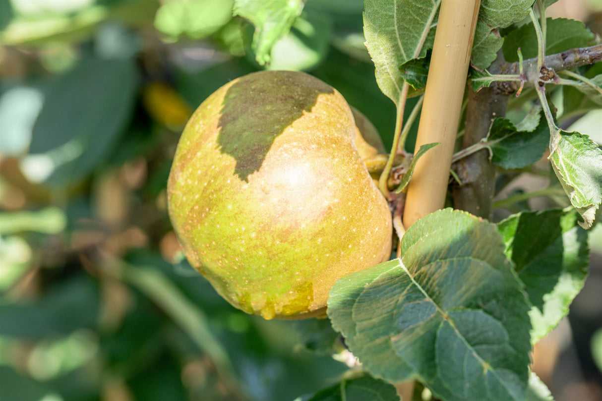 Malus 'Gravensteiner' mit Früchten, erhältlich von 150-200 bis 450-650 cm; Einsatz: ;;ab 34,60 Euro