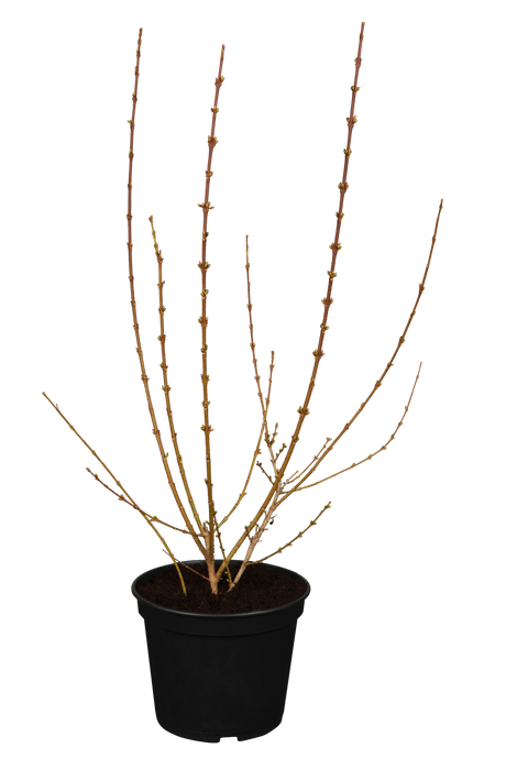 Goldflieder; hier im Topf; winterhart; Einsatzmöglichkeit z.B. : Solitärpflanze;;günstig mit Qualität