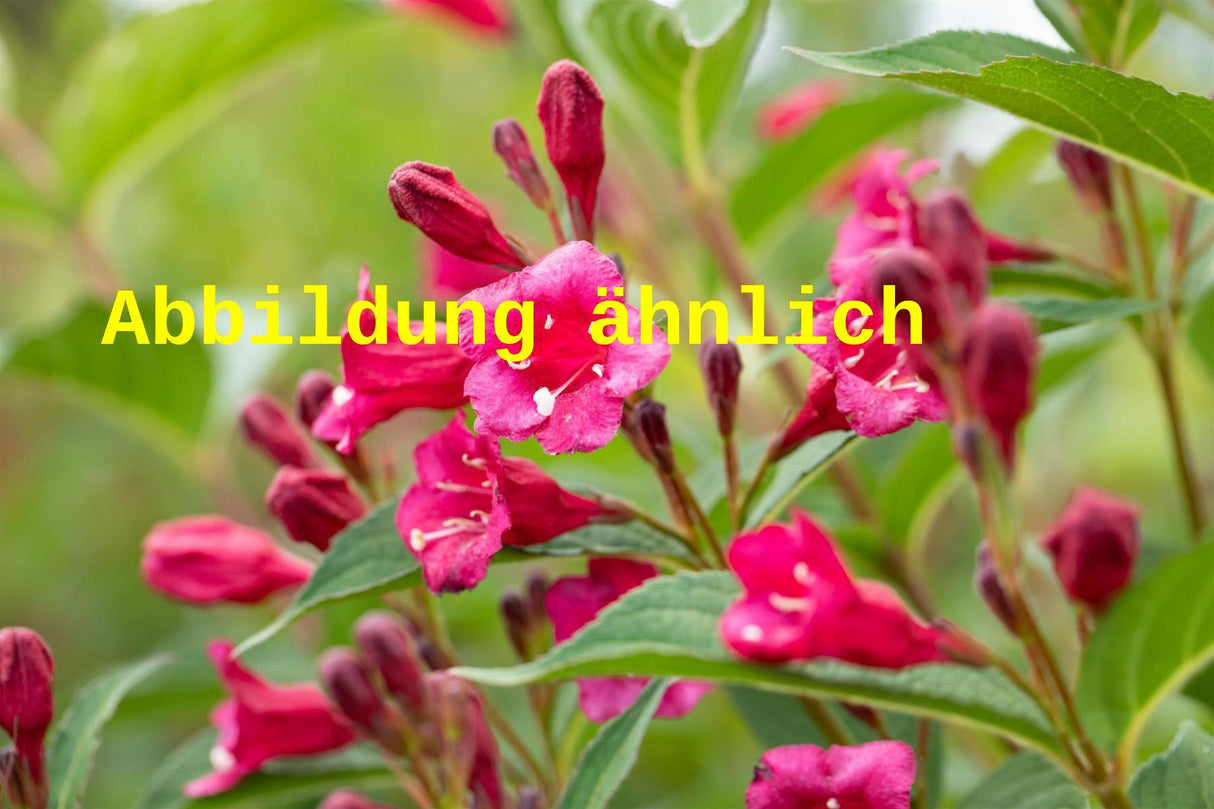 Weigela 'Evita' (Weigelie 'Evita')