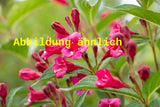 Genaues Foto für Weigela 'Evita' folgt; dieses ähnliche Bild dient der Illustration von Weigelie 'Evita'