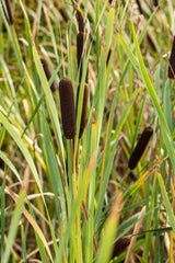 Typha latifolia; filtert Schadstoffe aus dem Wasser;;ab 0,00 Euro