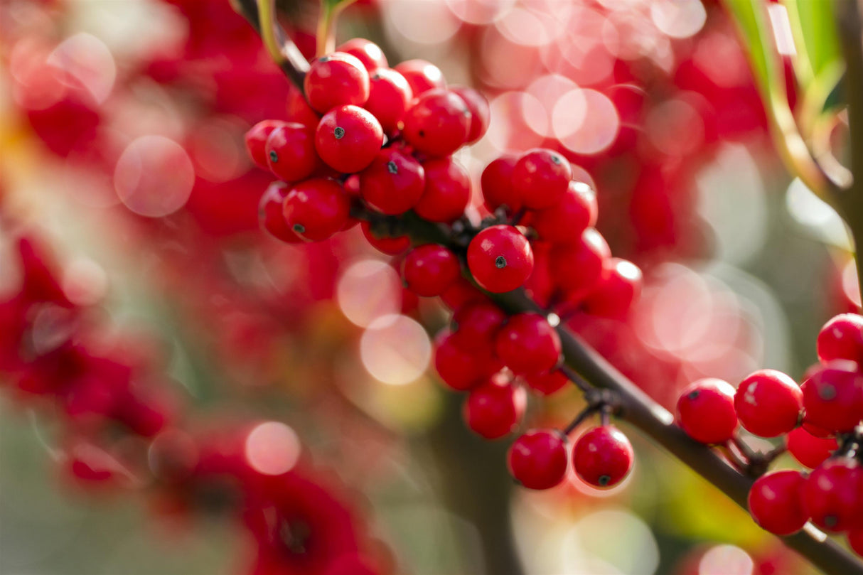 Ilex verticillata , erhältlich von 40-60 bis 80-100 cm;;ab 21,50 Euro