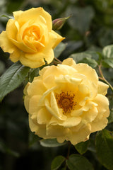 Rosa 'Dukat' KL; hier mit Blüte; robust; Einsatzmöglichkeit z.B. : Kletterrosenbögen; verfügbar in 2 Größen und Varianten;;ab 15,00 Euro