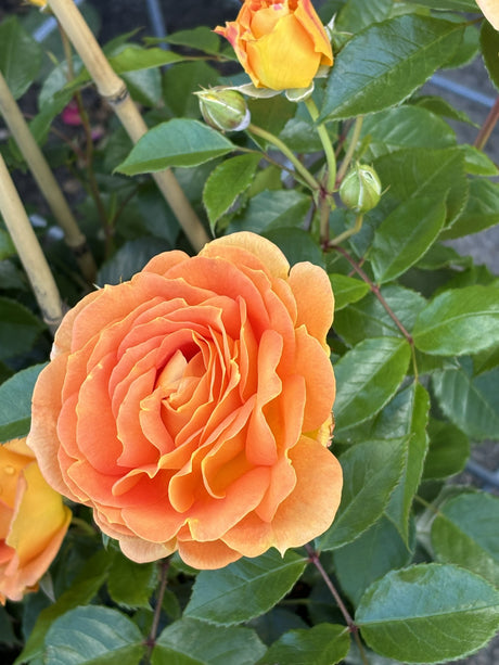 Rosa 'Bernstein Rose' BT mit Blüte; Einsatz: ;;ab 9,50 Euro