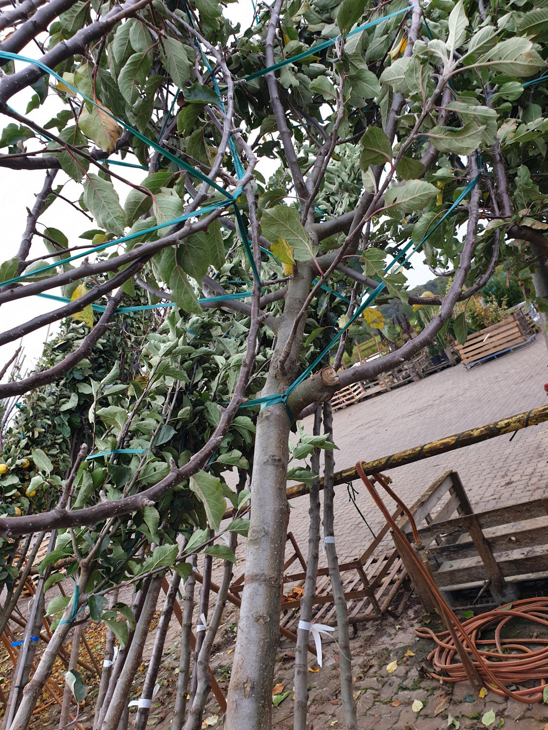 Apfel 'Goldrenette Fr. v. Berlepsch' mittel; vorbereitet für Versand; aromatisch; Einsatzmöglichkeit z.B. : Hausgarten; erhältlich von 150-200 bis 450-650 cm;;hier kaufen