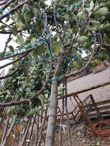 Apfel 'Goldrenette Fr. v. Berlepsch' mittel; vorbereitet für Versand; aromatisch; Einsatzmöglichkeit z.B. : Hausgarten; erhältlich von 150-200 bis 450-650 cm;;hier kaufen