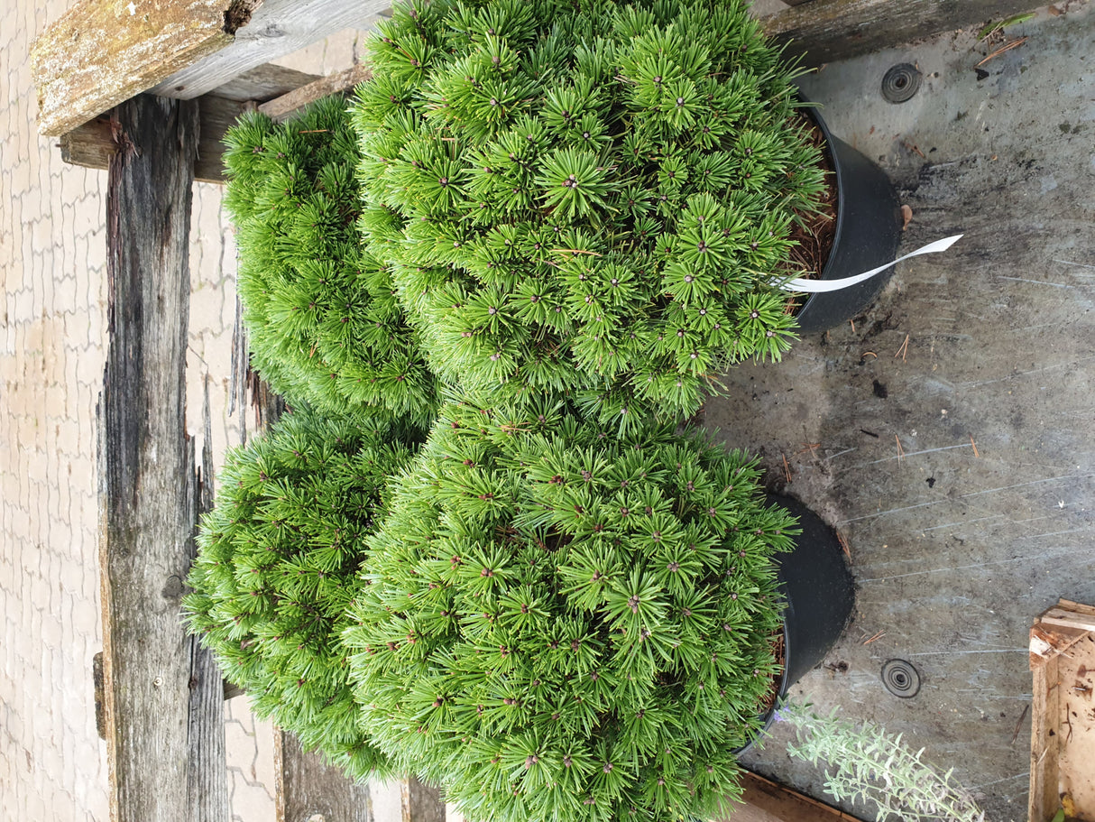 Kugel-Kiefer 'Mini Mops'; hier im Topf; winterhart; Einsatzmöglichkeit z.B. : Heidegarten; erhältlich von 10-15 bis 35-40 cm;;hier kaufen