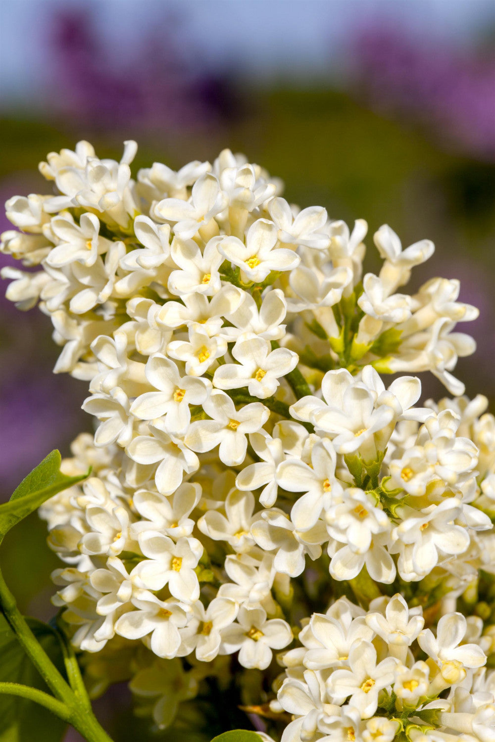 Syringa vulg. 'Primrose' mit Blüte, erhältlich von 40-60 bis 150-175 cm; Einsatz: ;;ab 7,20 Euro