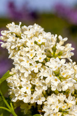 Syringa vulg. 'Primrose'; hier mit Blüte; duftend; Einsatzmöglichkeit z.B. : Solitärgehölz; verfügbar in 8 Größen und Varianten;;ab 9,00 Euro