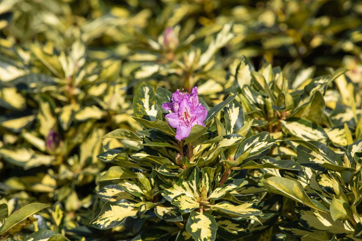 Rhododendron Hybr. 'Blattgold' mit Belaubung, erhältlich von 40-50 bis 40-50 cm; Einsatz: ;;ab 48,40 Euro