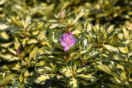 Rhododendron Hybr. 'Blattgold' mit Belaubung, erhältlich von 40-50 bis 40-50 cm; Einsatz: ;;ab 48,40 Euro