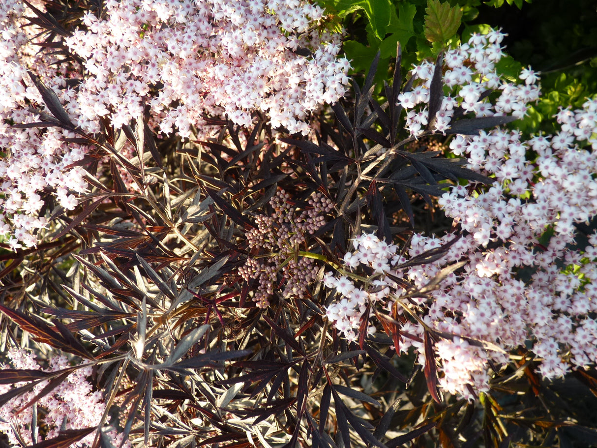 Sambucus nigra 'Black Lace' , erhältlich von 40-60 bis 125-150 cm;;ab 26,60 Euro
