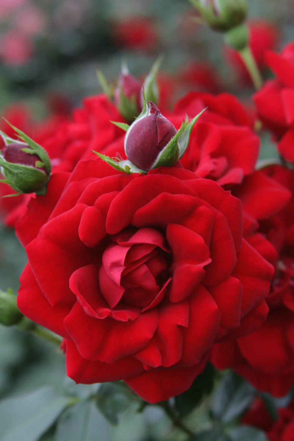 Rosa 'Amadeus' KL mit Blüte; Einsatz: ;;ab 11,80 Euro