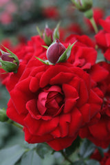 Rosa 'Amadeus' KL mit Blüte; Einsatz: ;;ab 11,80 Euro