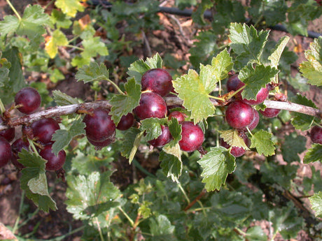 Ribes Jochelbeere 'Jocheline' mit Früchten, erhältlich von 3- bis 80-90 cm; Einsatz: ;;ab 15,90 Euro