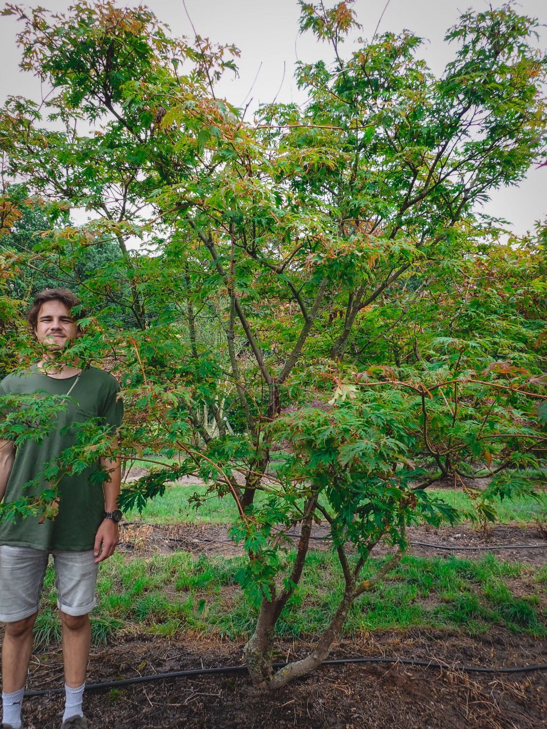 Acer japonicum 'Aconitifolium'; pflegeleicht;;Pflanzen vom Profi