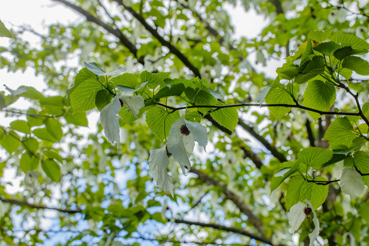 Davidia involucrata vilmoriniana mit Blüte, erhältlich von 60-80 bis 200-250 cm; Einsatz: ;;ab 44,80 Euro