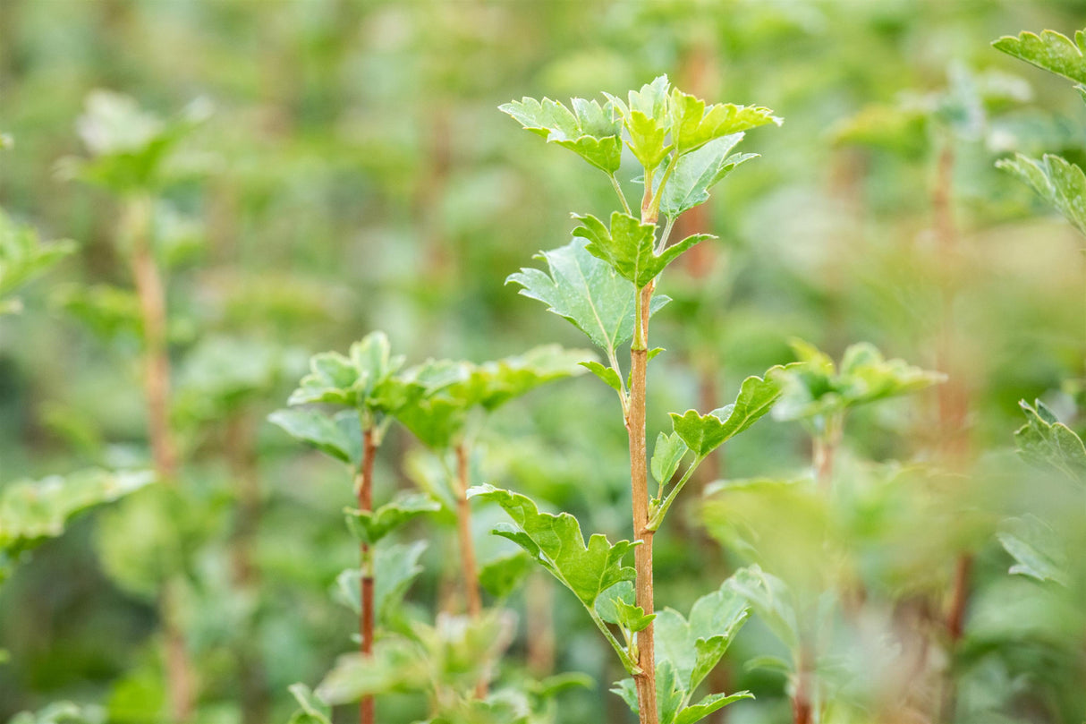 Ribes alpinum 'Schmidt' mit Belaubung, erhältlich von 40-60 bis 125-150 cm; Einsatz: ;;ab 13,00 Euro