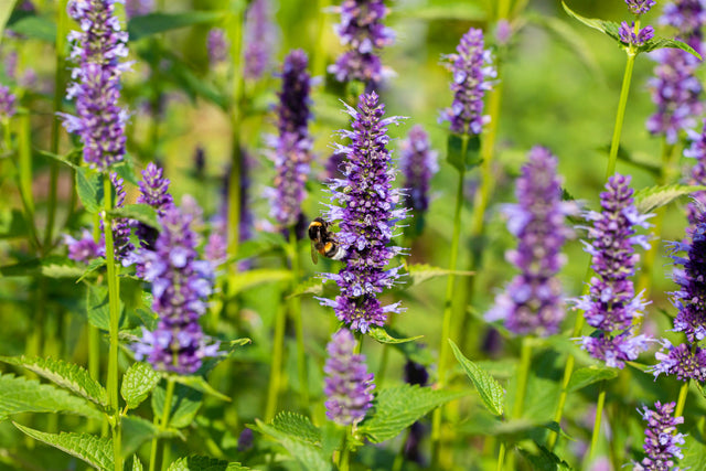 Agastache rugosa 'Black Adder' mit Blüte; Einsatz: ;;ab 4,10 Euro