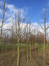 Tilia americana 'Nova'; hier mit Winterlaub; große Blätter; Einsatzmöglichkeit z.B. : Parkbaum; verfügbar in 15 Größen und Varianten;;ab 234,00 Euro