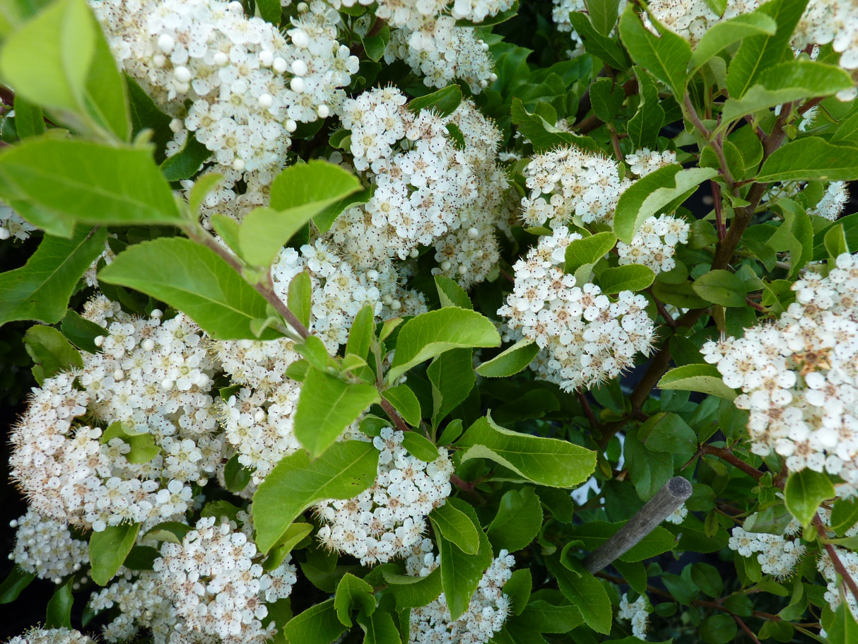 Pyracantha 'Orange Glow' mit Blüte; Einsatz: Heckenpflanzedornen;;Pflanzen vom Profi