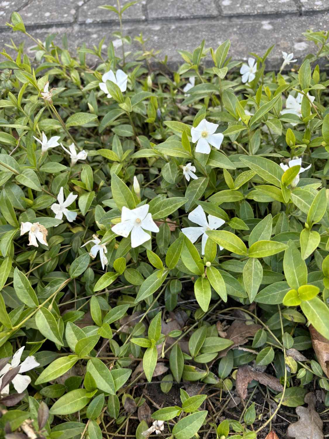 Vinca minor 'Alba' mit Blüte, erhältlich von 5-7 bis 5-7 cm; Einsatz: ;;ab 2,92 Euro