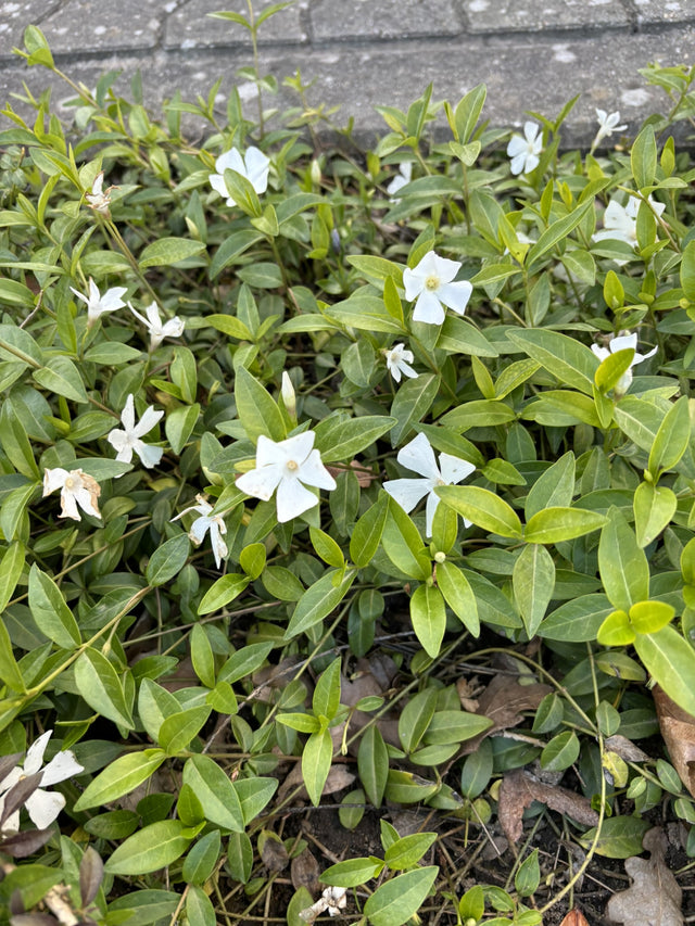 Vinca minor 'Alba' mit Blüte, erhältlich von 5-7 bis 5-7 cm; Einsatz: ;;ab 2,92 Euro