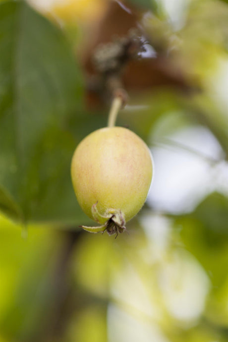 Malus 'John Downie' mit Früchten, erhältlich von 60-100 bis 450-650 cm; Einsatz: ;;ab 16,60 Euro