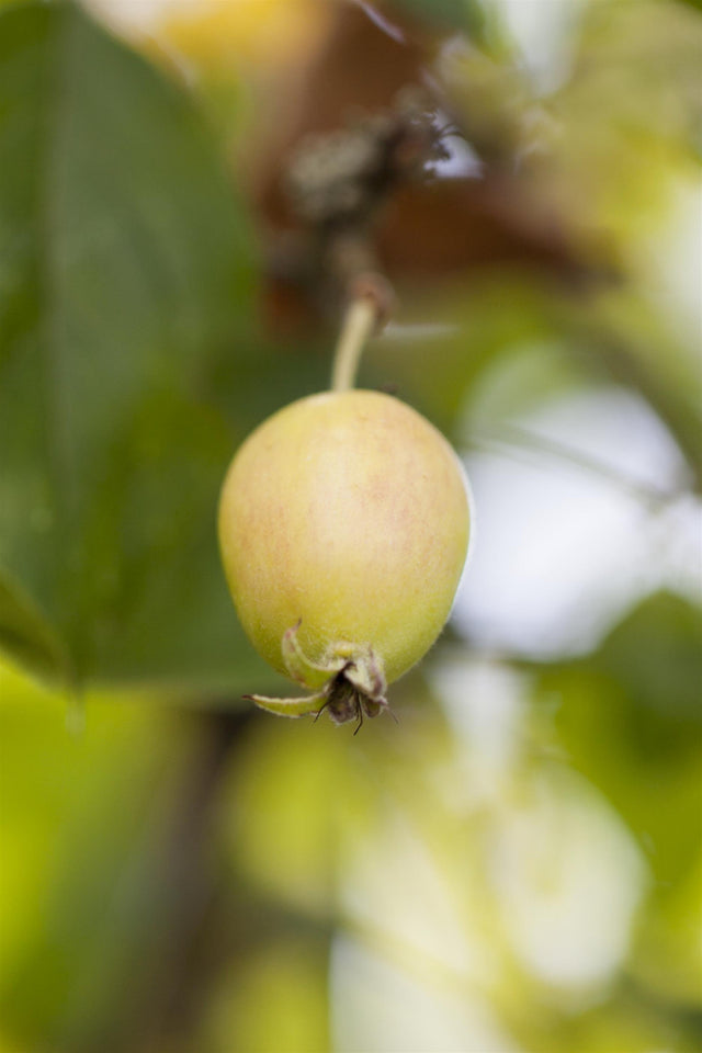 Malus 'John Downie' mit Früchten, erhältlich von 60-100 bis 450-650 cm; Einsatz: ;;ab 16,60 Euro