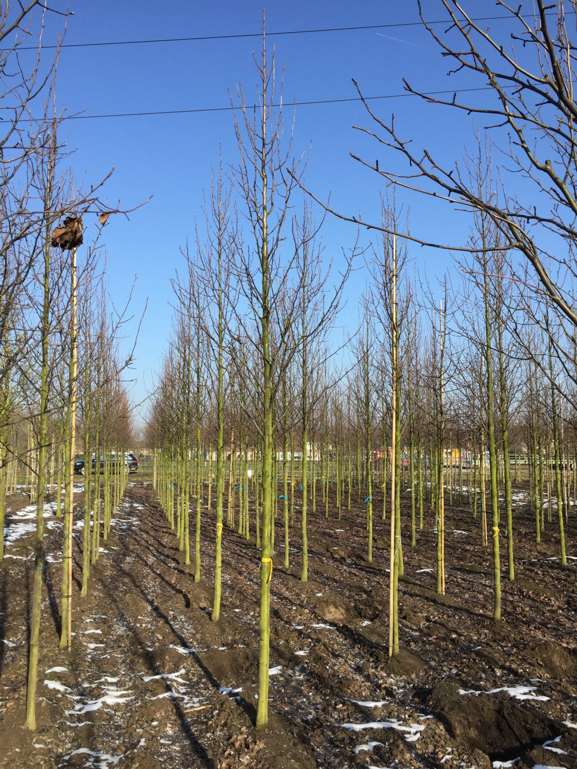 Pyrus calleryana 'Chanticleer' im Winter, erhältlich als: Hochstamm, Alleebaum; Einsatz: Alleenbaumrobust;;günstig mit Qualität