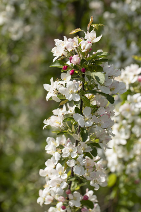Malus 'Beverly' mit Blüte, erhältlich von 60-100 bis 450-650 cm; Einsatz: ;;ab 16,60 Euro