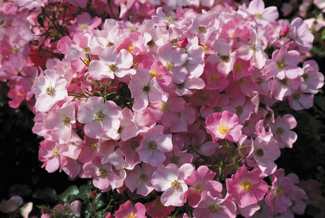 Rosa 'Fortuna' BT mit Blüte; Einsatz: ;;ab 8,10 Euro