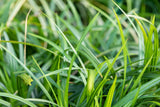 Carex morrowii ssp. foliosiss. 'Irish Green'; winterhart; verfügbar in 2 Größen und Varianten;;ab 0,00 Euro