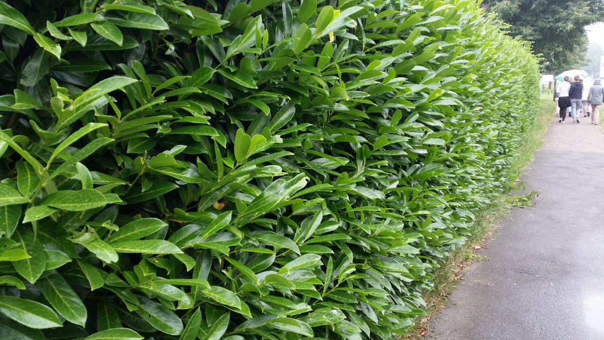 Kirschlorbeer 'Caucasica' als Hecke, erhältlich als: Solitär, anspruchslos;;günstig mit Qualität