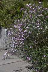 Gypsophila repens 'Rosea'; hier mit Blüte; pflegeleicht; Einsatzmöglichkeit z.B. : Steingärten;;ab 0,00 Euro