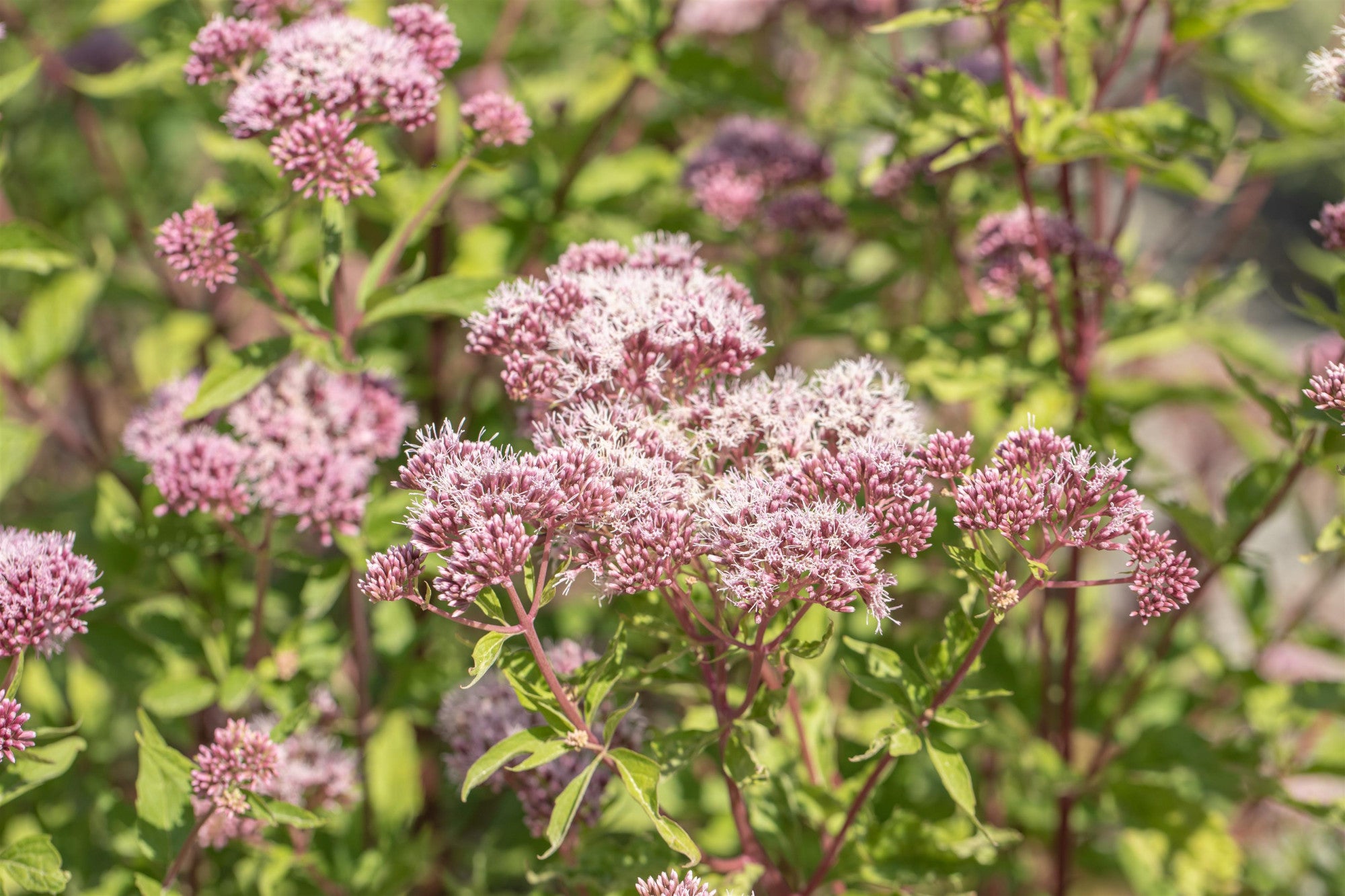 Eupatorium cannabinum (Gewöhnlicher Wasserdost)