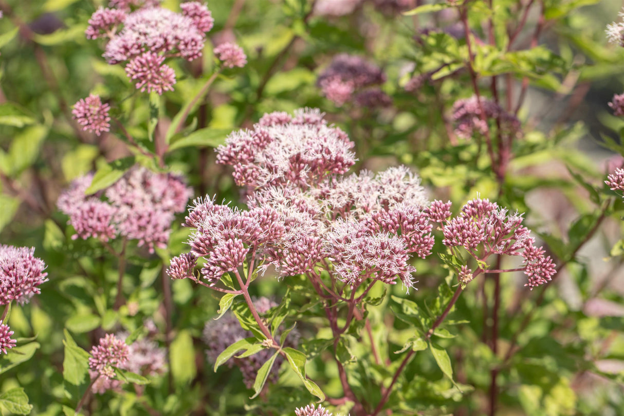 Eupatorium cannabinum mit Blüte; Einsatz: ;;ab 3,75 Euro