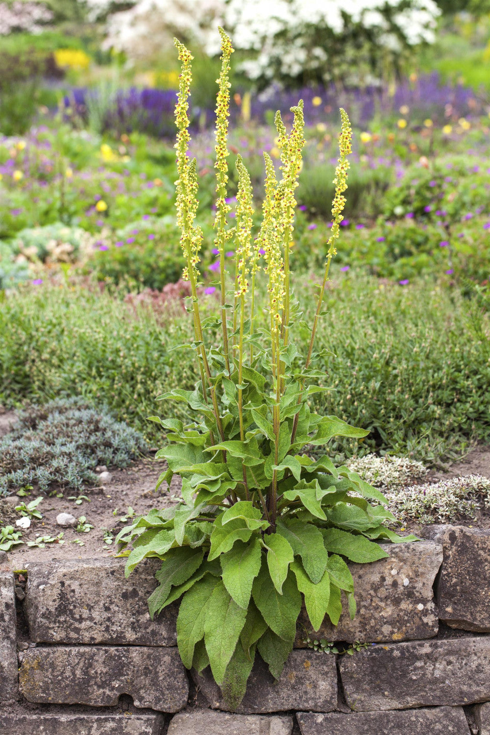 Verbascum nigrum als Pflanze im Beet; Einsatz: ;;ab 3,70 Euro