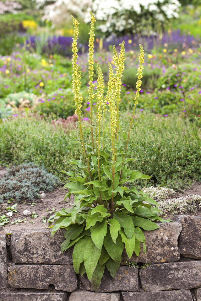 Verbascum nigrum als Pflanze im Beet; Einsatz: ;;ab 3,70 Euro