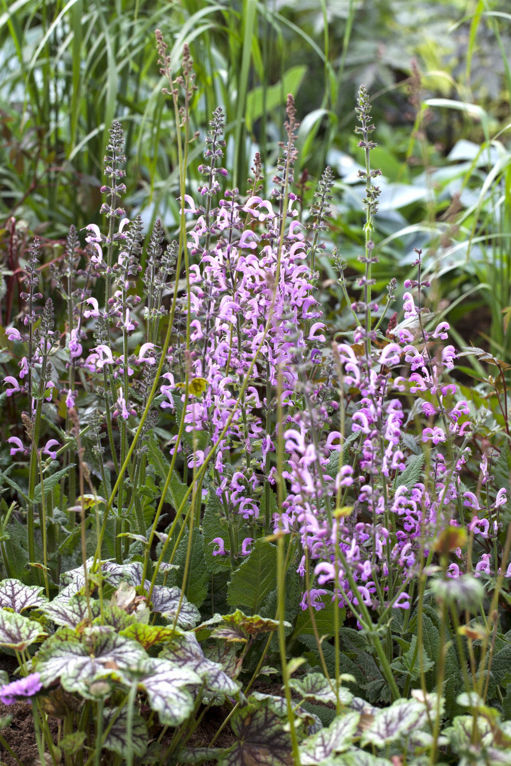 Salvia pratensis 'Rose Rhapsody' mit Blüte; Einsatz: ;;ab 3,90 Euro