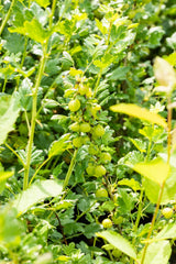 Ribes uva-crispa 'Invicta'; mit Früchten/Fruchtbehang; robust; Einsatzmöglichkeit z.B. : Obstgarten; verfügbar in 3 Größen und Varianten;;ab 26,20 Euro